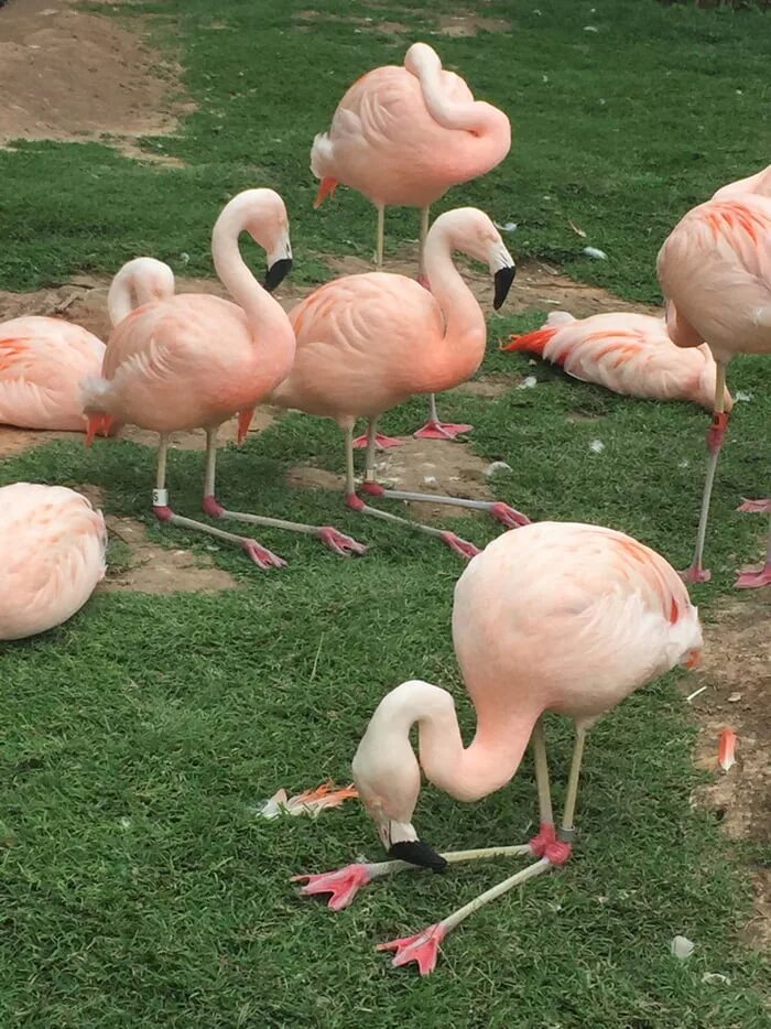 Спаривание фламинго. Розовый фламинго. Фламинго в испании. Сидящий фламинго. Фламинго сидит.