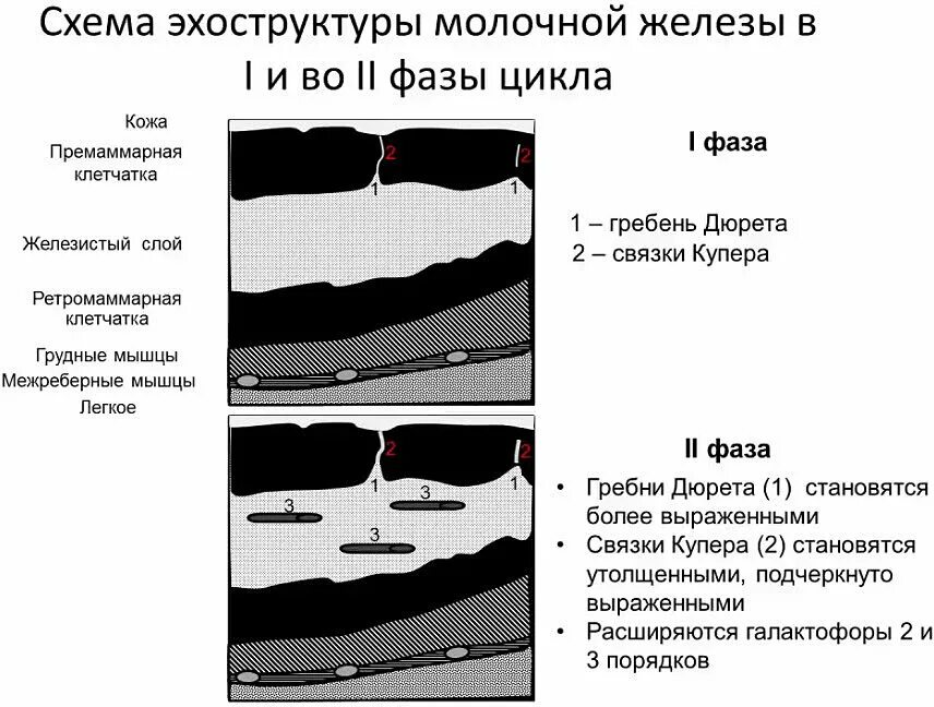 Плотность желез по acr. Молочная железа узи анатомия. узи анатомия молочной железы. ультразвуковая анатомия молочных желез изранов. строение молочной железы на узи.