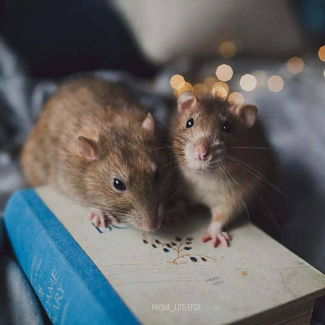 Мышки вместе. Мышки обнимаются. Две мышки. Милая крыса. Два мышонка.
