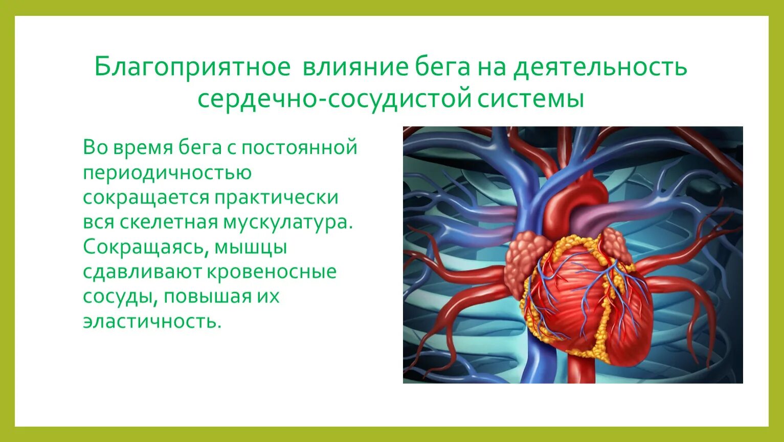 Влияние на сердечно-сосудистую систему. Влияние бега на сердечно-сосудистую систему. Благоприятное влияние на сердечно-сосудистую систему. Влияние на кровеносную систему. Сердечная деятельность кровообращение