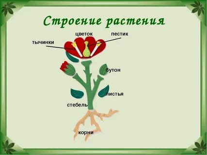 Внутреннее строение растительных организмов