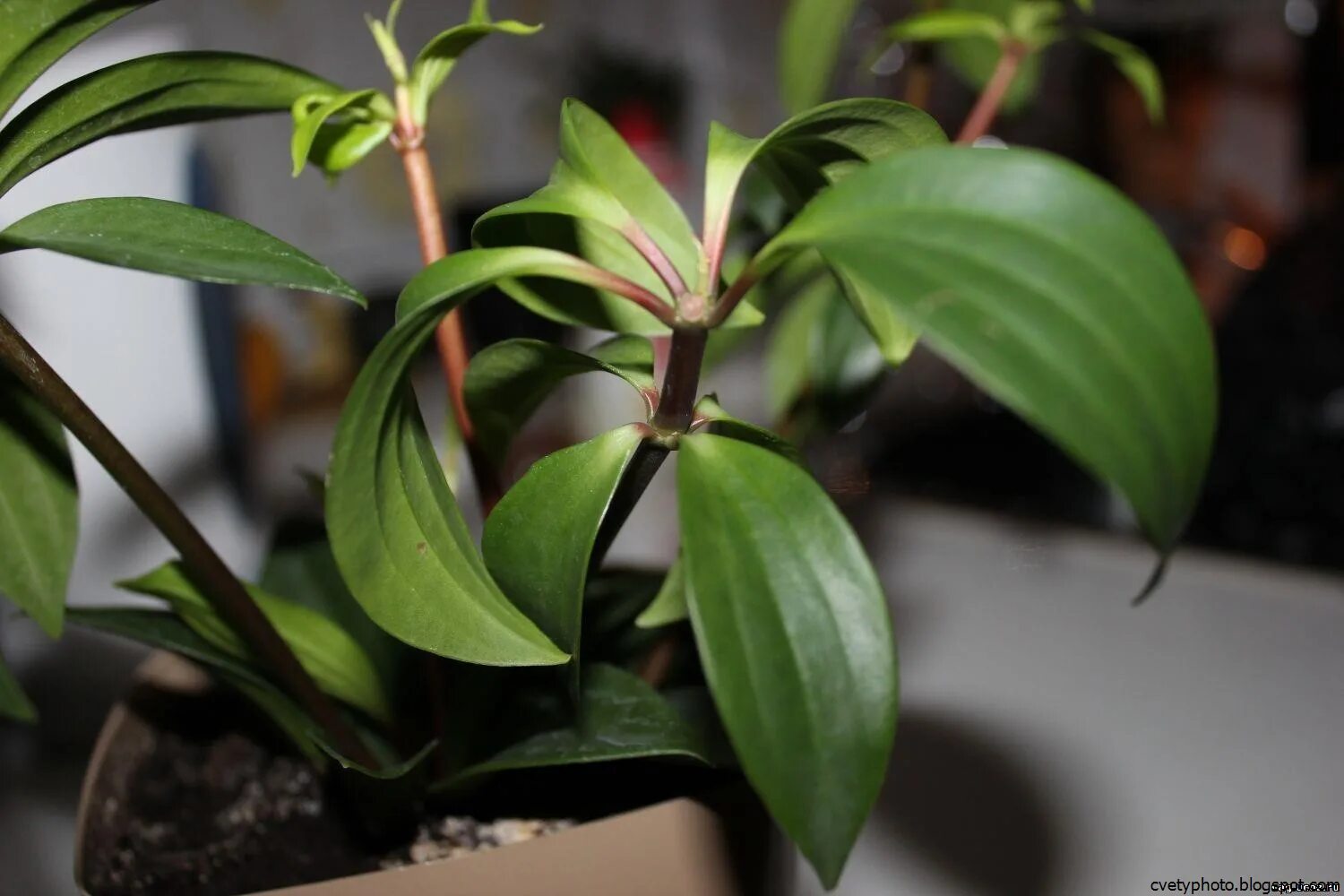 Опознать цветок. Распознать цветок. Комнатные цветы с названиями. Как определить цветок по фотографии. Опознать цветок по фото.