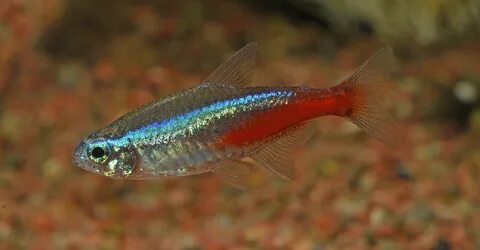 File:Paracheirodon innesi neon tetra.jpg - Wikimedia Commons