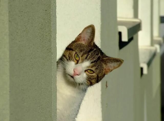 Что такое за углом. Кот из за угла. кот за углом.