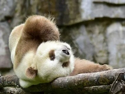 Коричневая панда