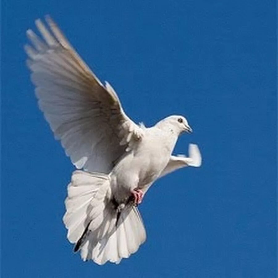 Голубь на прозрачном фоне. Flying pigeon. Голубь летит. Белый голубь. Белая птица на прозрачном фоне.