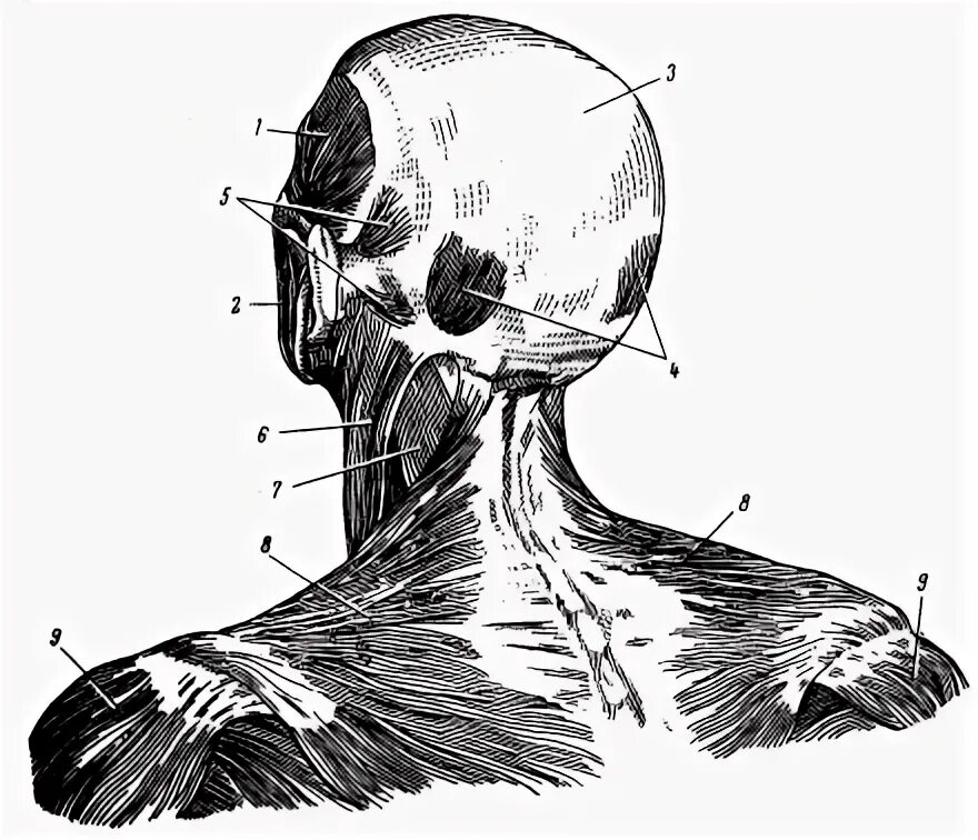 Мышцы головы и шеи анатомия затылок. Кости головы анатомия затылочная кость.