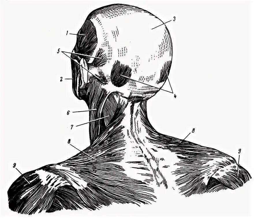 Часть шеи ниже затылка