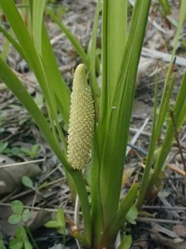 АИР обыкновенный - Acorus Calamus. АИР болотный (Acorus Calamus). АИР соцветие. АИР болотный цветение.