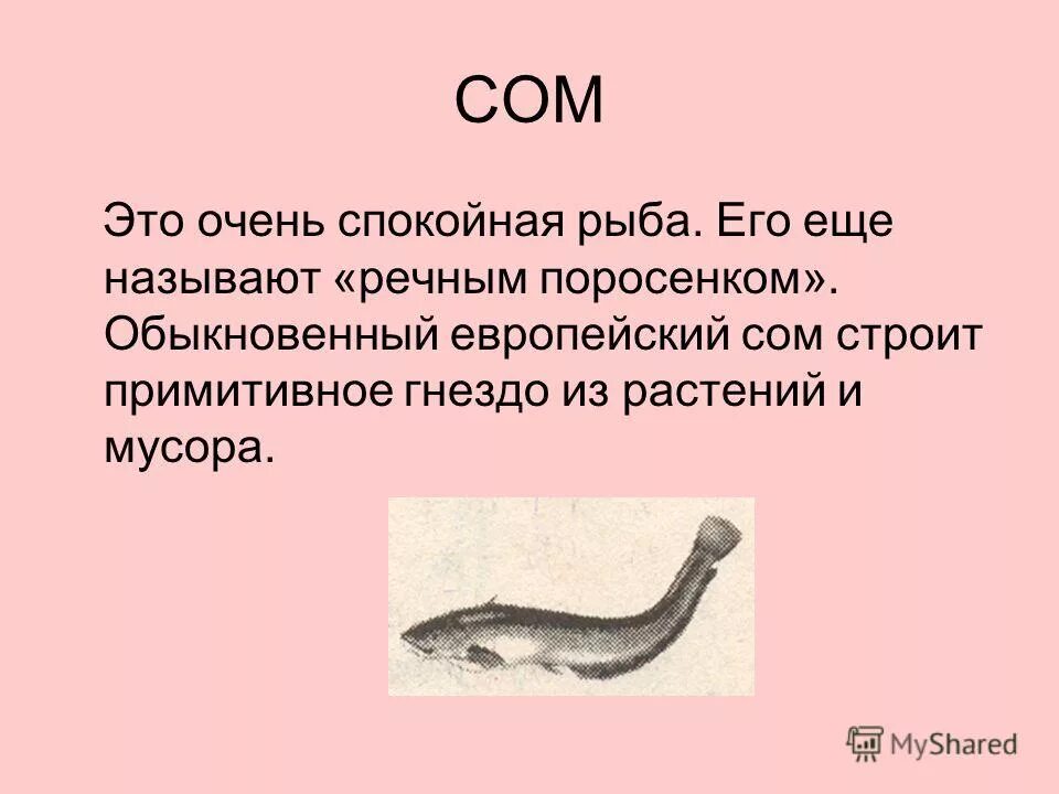 Брыкуша как еще называют. Брыкуша как еще называют