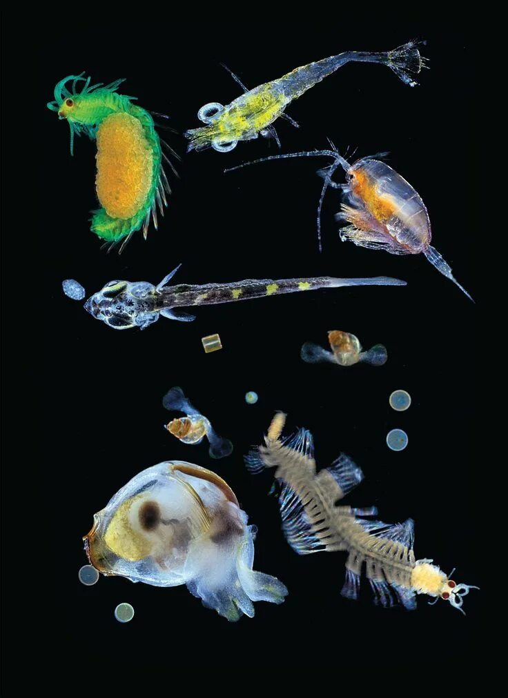 Зоопланктон азовского моря. Калянус планктон. Зоопланктон коловратки. Зоопланктон дафния. Камбала фитопланктон или зоопланктон.
