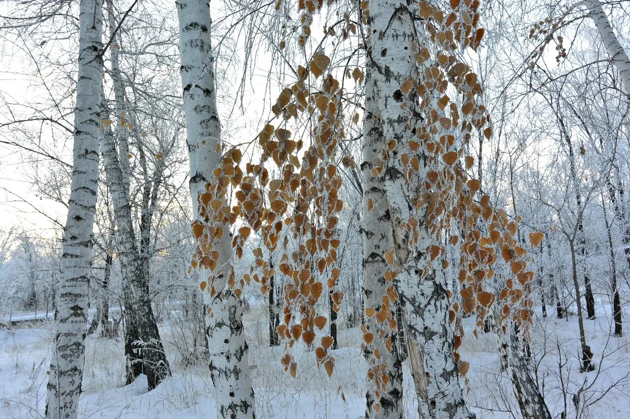 Зимняя березка. Береза зимой. Заснеженная береза. Красивая береза. Береза зима.