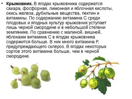 Крыжовник полезные свойства и противопоказания