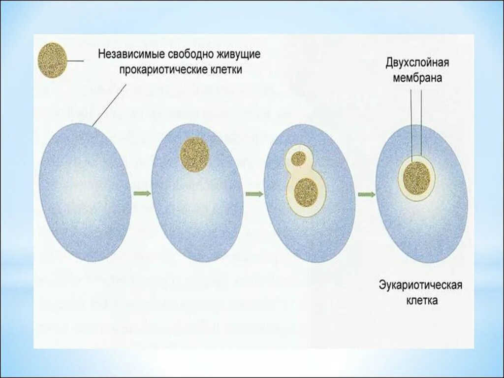Возникновение клетки с ядром. Появление ядерных клеток. Происхождение ядра.