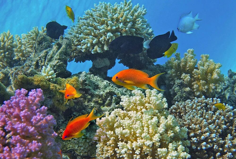 Подводный мир океана. Море рыбы рядом. Рыбы в океане. Рыбы мальдивских островов атолл раа. Подводный риф риф.