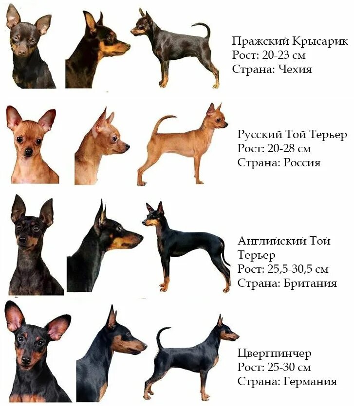 15 необычных и экзотических пород собак, о которых будет интересно узнать каждом