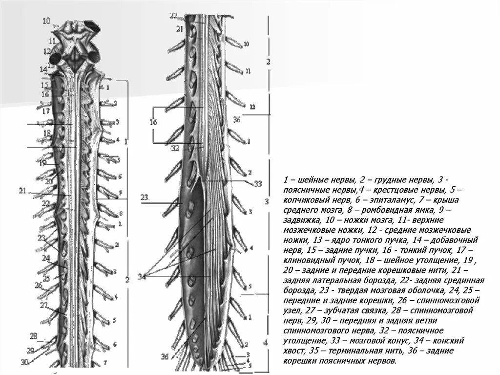 Защита спинного мозга обеспечение подвижности головы опора. Строение Корешков спинномозговых нервов. Корешки спинномозговых нервов схема. Задние корешки спинномозговые нервы. Спинномозговые нервы анатомия позвоночник.