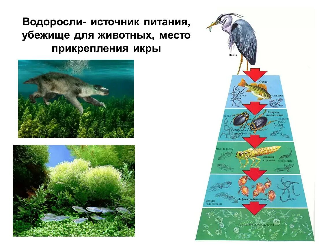 Кем являются водоросли по типу питания. Водоросли пища для животных. животные питаются водорослями тип питания. как питаются водоросли. в чем заключается ценность водорослей как источника питания.
