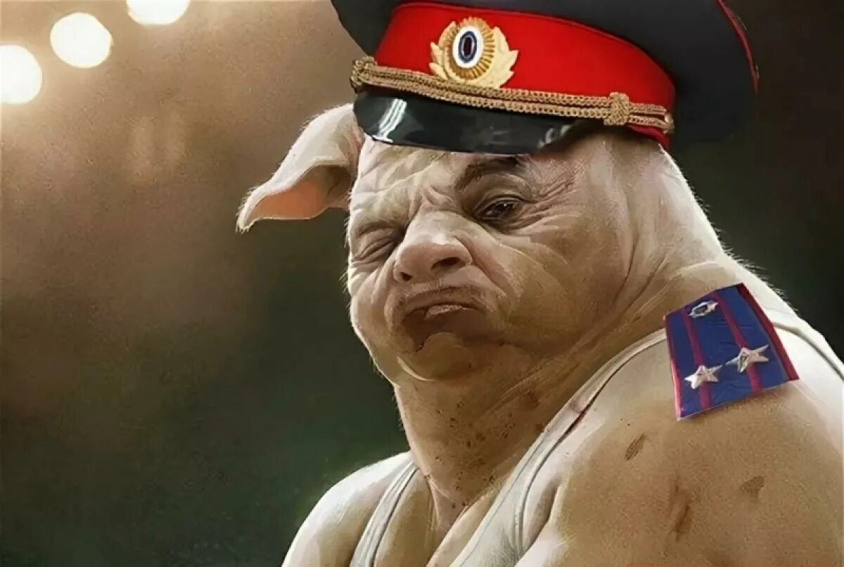 серега свинья. серега свинья. серега свинья. свинья наташа. стеснительный кабанчик.