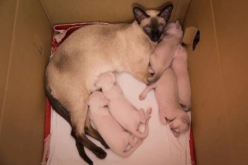 Со скольки кошкам можно рожать
