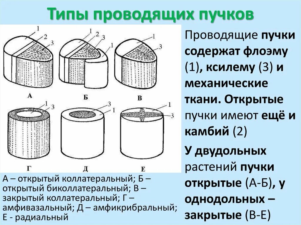 В состав проводящего пучка входят. Строение проводящего пучка типы. Типы проводящих Пучков растений. Типы сосудисто- проводящих Пучков. Типы строения проводящих Пучков.