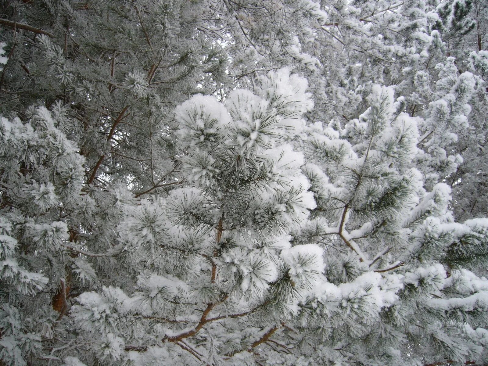 Снег идет пушистый белый. Серебристый снег. Пушистый снег на деревьях. Зимняя ветка. Пушистая ель в снегу.