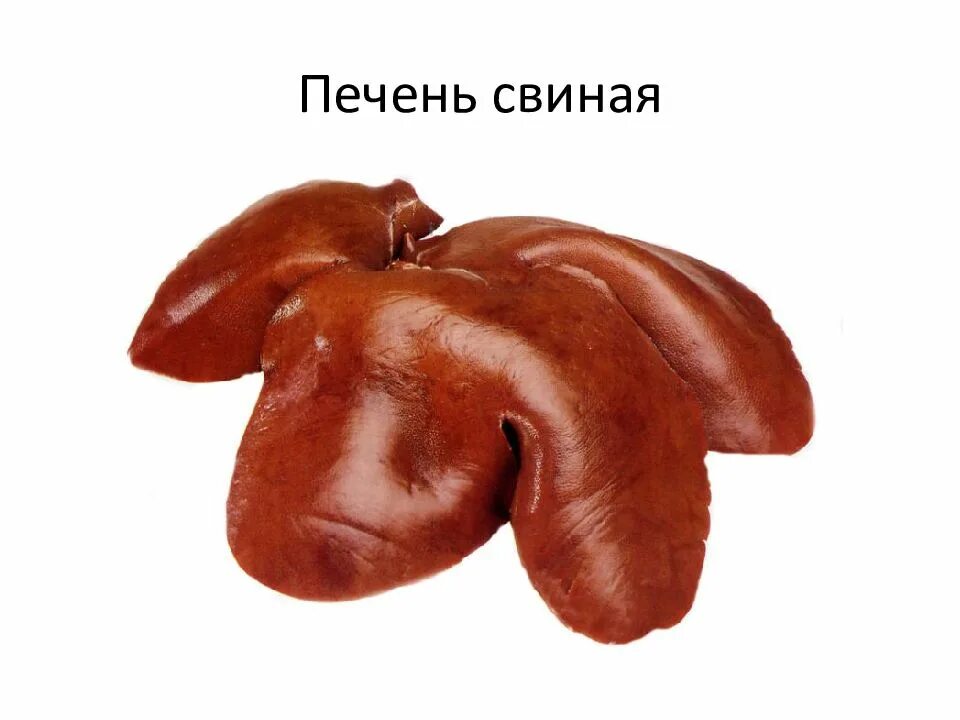 У каких животных печень