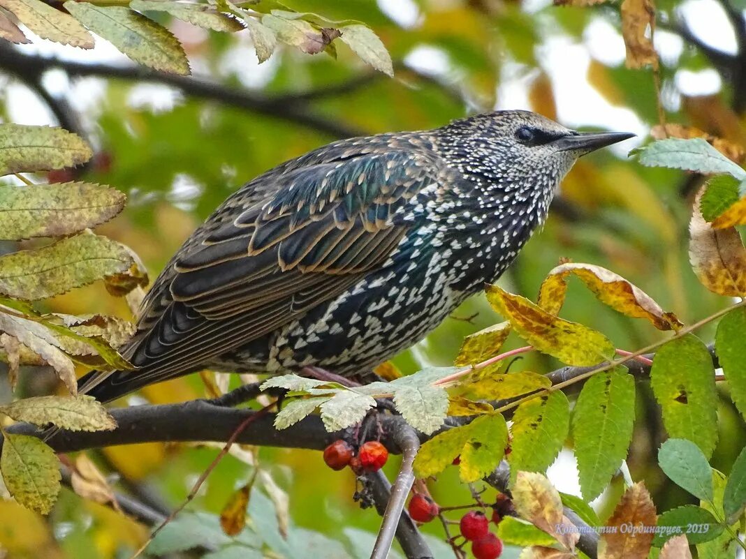 скворцы осенью. скворцы осенью. скворец скворушка скворечник. скворцы осенью. обыкновенный скворец осенью.