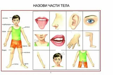 мое тело поиск: 1 тыс изображений найдено в Яндекс Картинках