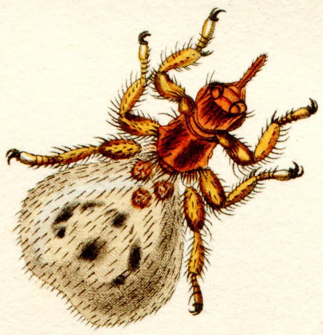 Отряд пухоеды и вши. Вши овец. Бовиколез крс. Bovicola bovis строение. Вши овец.