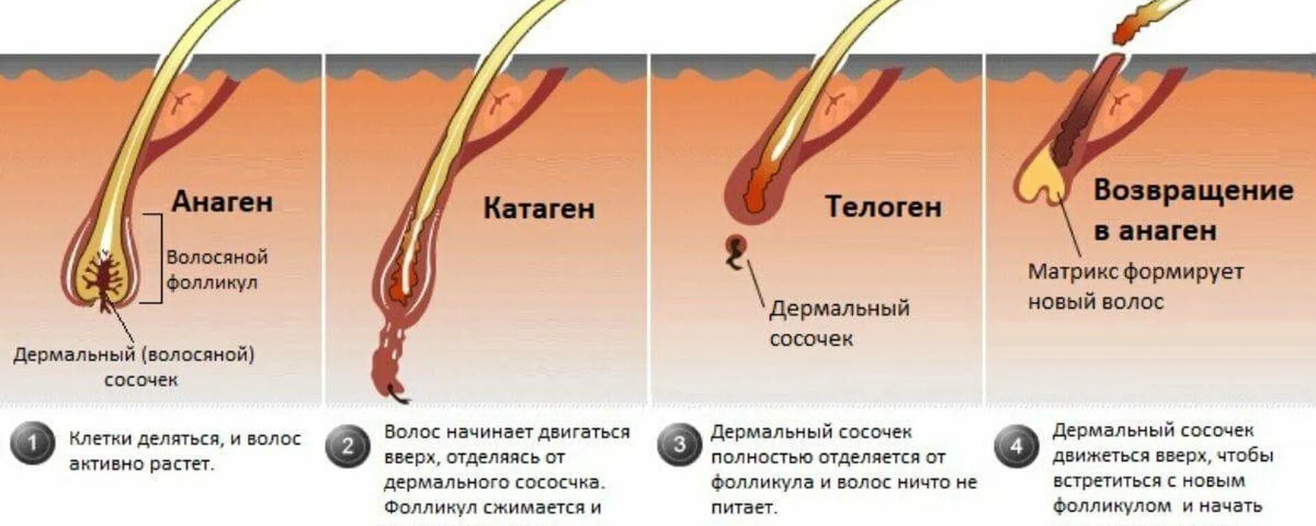 Сильный рост волос. Ресницы анаген катаген. Строение волоса и фазы роста. Анаген катаген телоген волос. Катаген фаза роста волос.