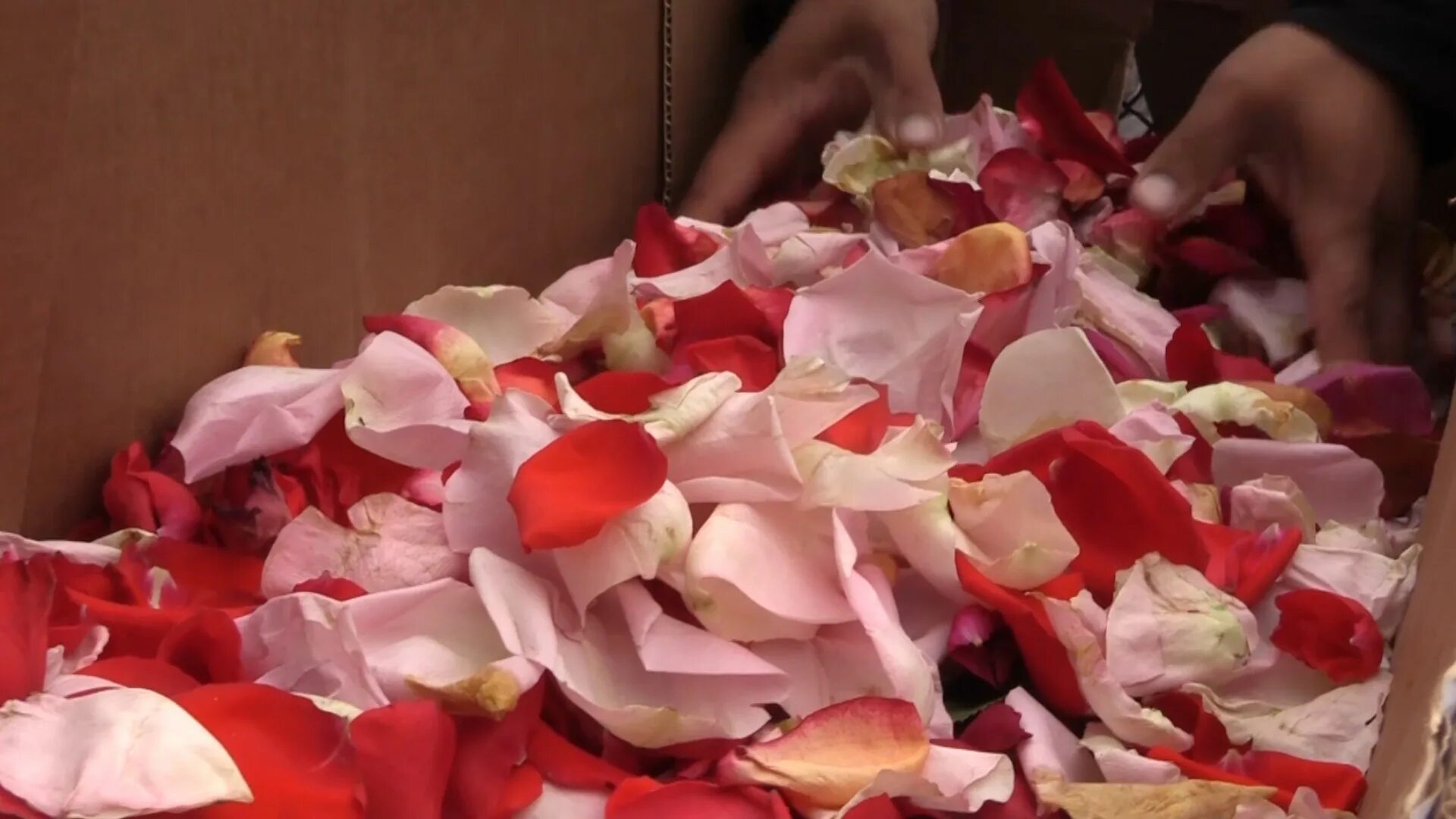 Почему лепестки роз. Революция роз в Грузии 2003. Торт с лепестками роз. Поделки из лепестков роз. Лепестки роз на полу.