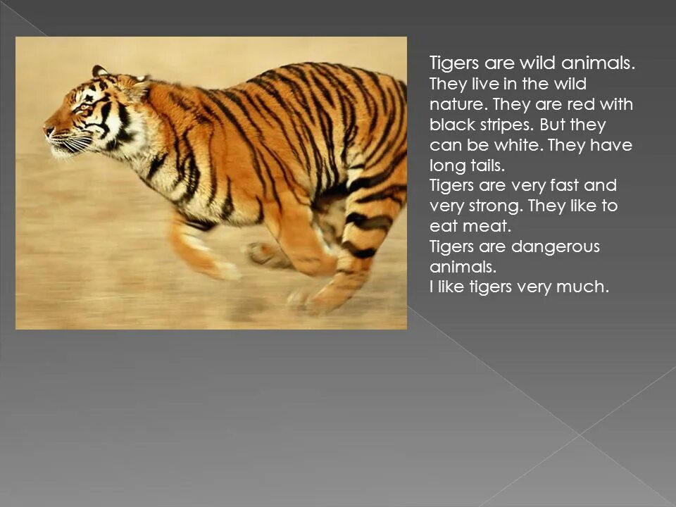 Wild animals essay. Проект my favourite animal. Проект по английскому языку про тигра. My favourite animal 4 класс. Тема my favourite animal.