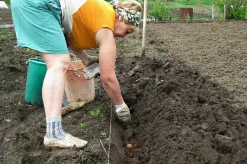 Посадка картофеля. Сажание картошки. Садим картошку на даче. Посадка картошки под лопату. Когда можно сажать картошку в 2024 году