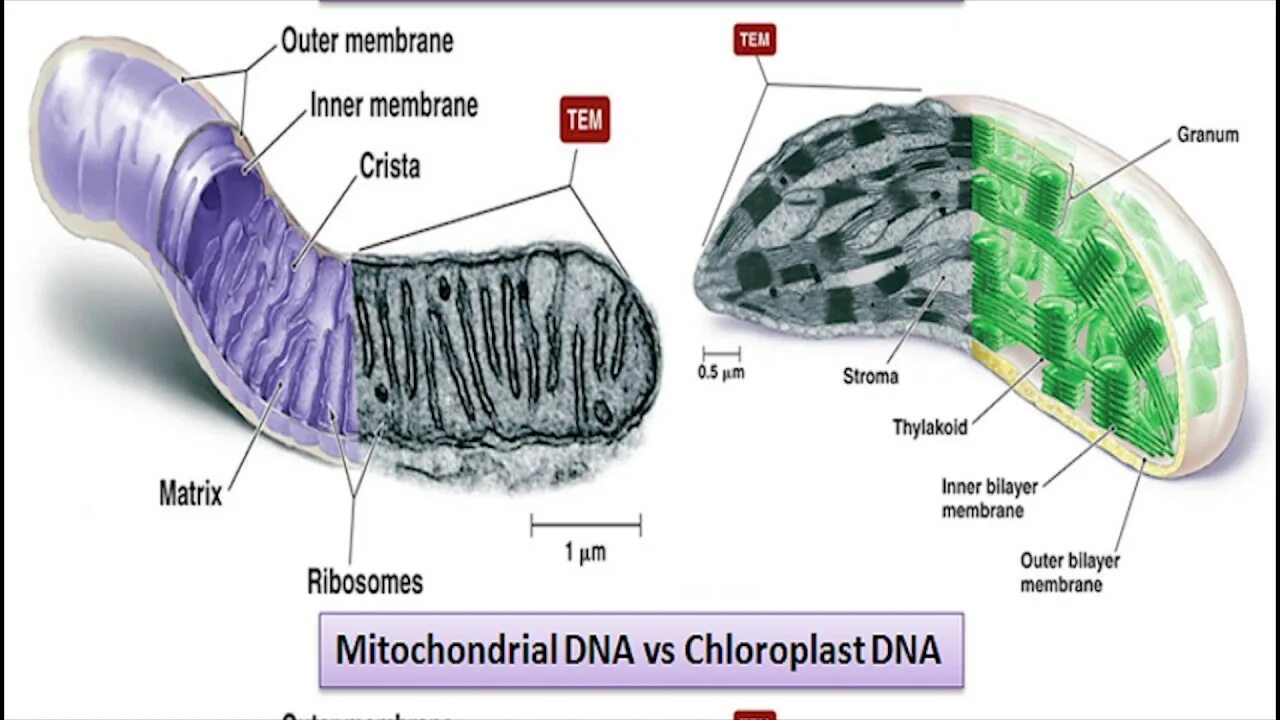 Митохондрия. Митохондрии и хлоропласты. Митохондрии хлоропласты ЕГЭ. Сравнение митохондрий и хлоропластов. Митохондрия микротрубочка хлоропласт