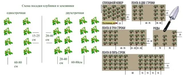Схема посадки земляники садовой. Схема посадки земляники в открытом грунте. Размер грядки для клубники. Ширина посадки клубники. Клубника схема посадки двухстрочная.
