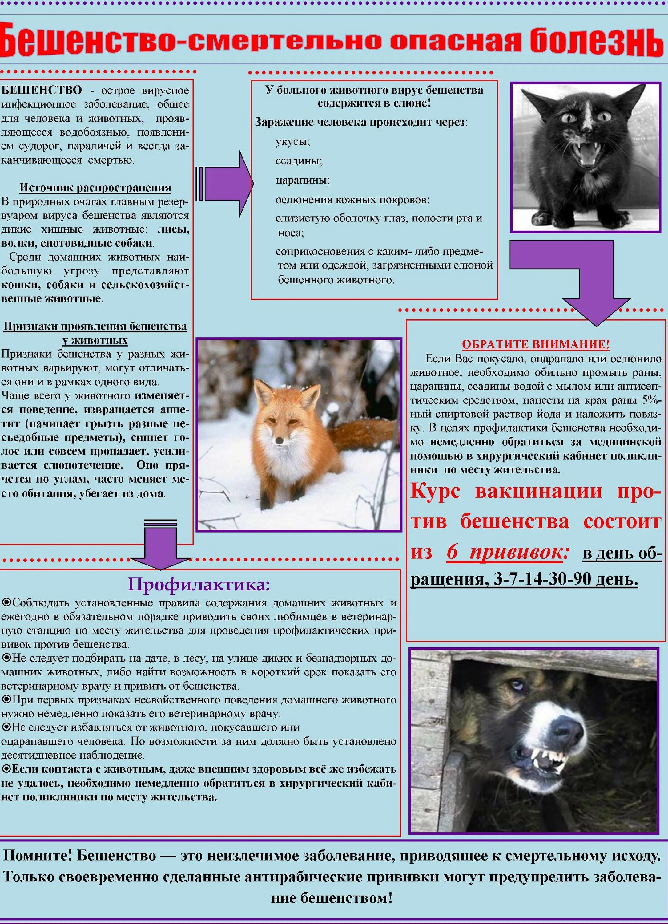 Бешенство памятка. Бешенство у животных симптомы. Бешенство у кошки признаки и симптомы