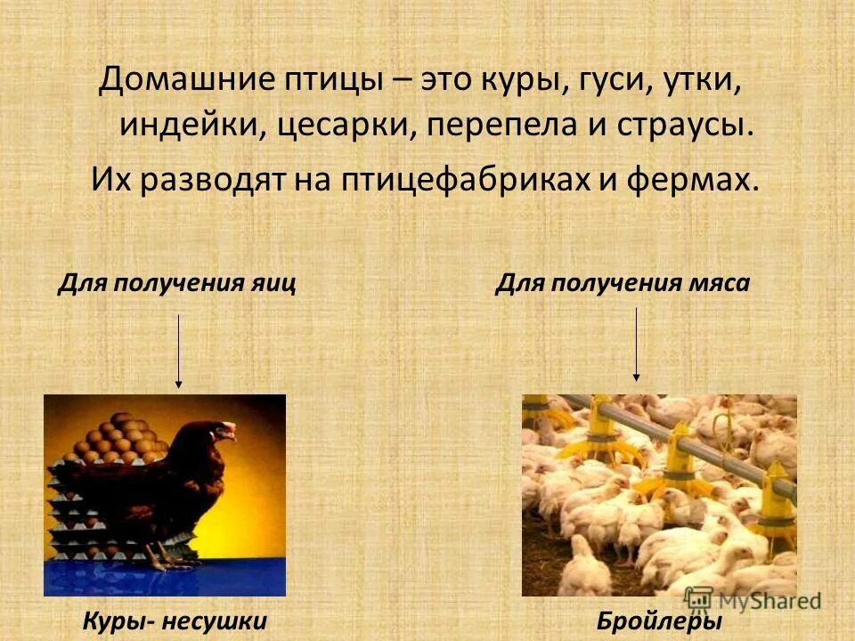 Курица является животным. Курица является животным