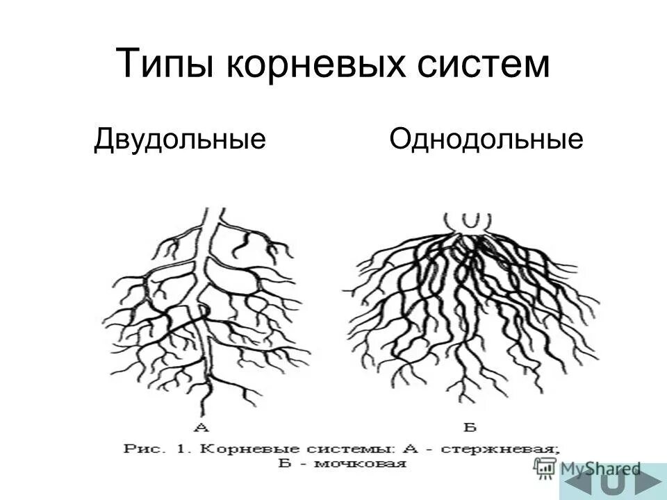 Тип корневой системы у двудольных. Корневая система класса однодольные. Типы корневых систем стержневая и мочковатая. Растения с мочковатой корневой системой. Корневая однодольных.
