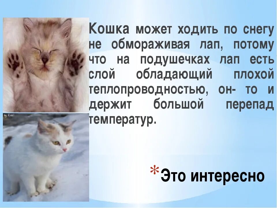 Польза кошек. Чем полезна кошечка. Полезное о кошках. Польза кошки на жизнь человека. Играет роль кошки