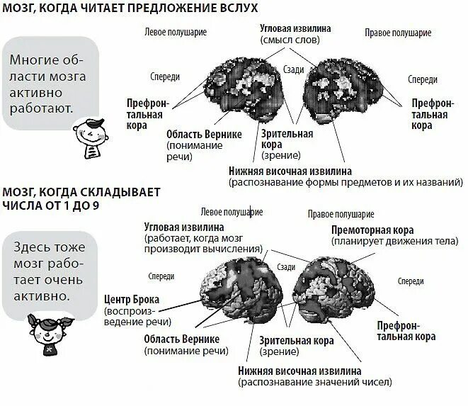 Чтение и мозг. Упражнения для улучшения мозговой деятельности. Чтение книг влияние на мозг. Чтение тренирует мозг.