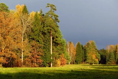 Опушка смешанного леса