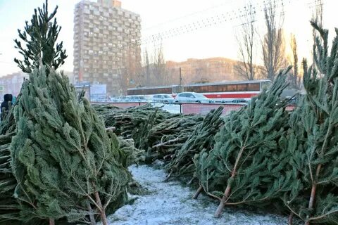 Будут продавать елки