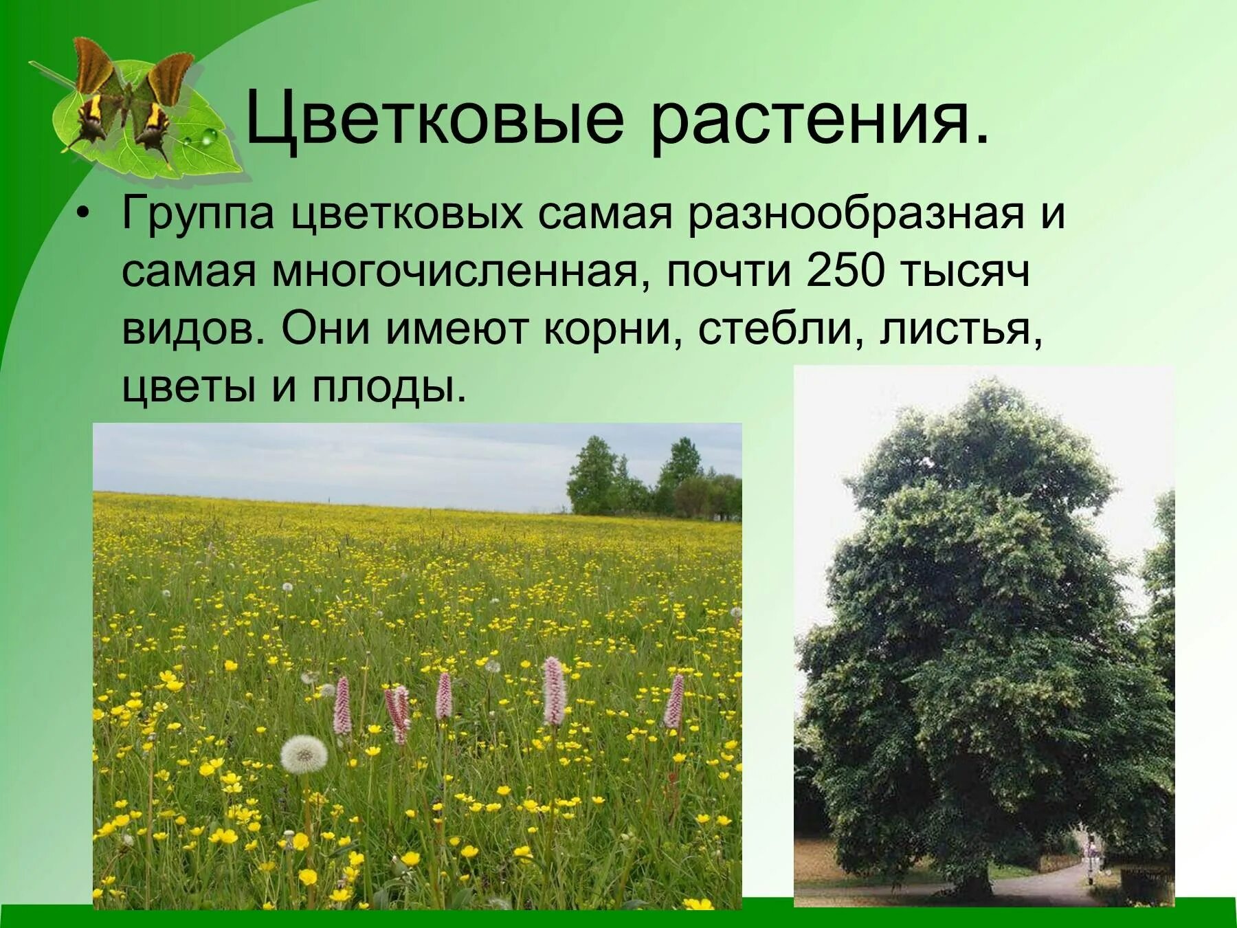 Сообщение на тему группы растений. Виды цветковых растений. группа растений цветковые. группа растений цветковые растения. разнообразие цветковых растений.