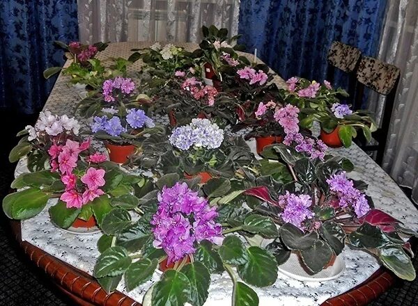 Фиалки в одном горшке несколько. Сенполия фитильный полив. 2 фиалки в одном горшке. композиция из фиалок. композиции из фиалок в одном горшке.