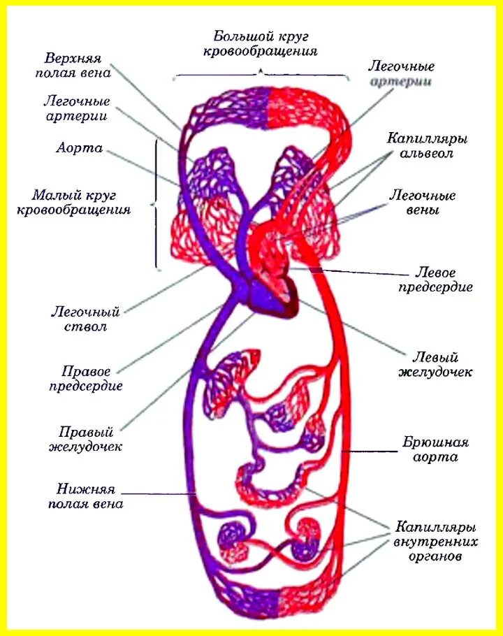 Круги кровообращения схема. Схема большого круга кровообращения в организме человека. Сосуды большого круга кровообращения схема. Артерии большого круга кровообращения схема. Кровь поступает в легкие по сосудам