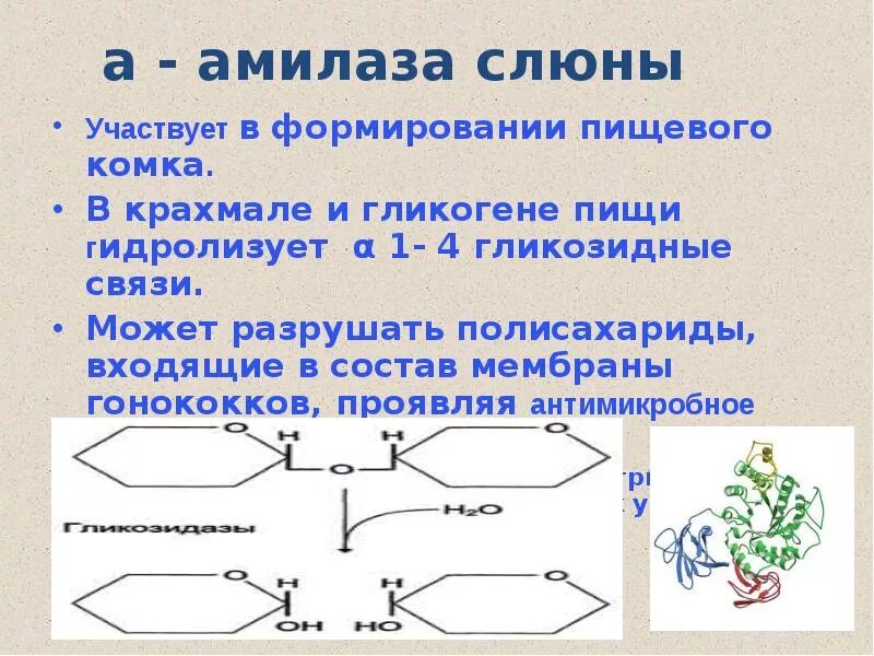 Последовательность расщепления крахмала