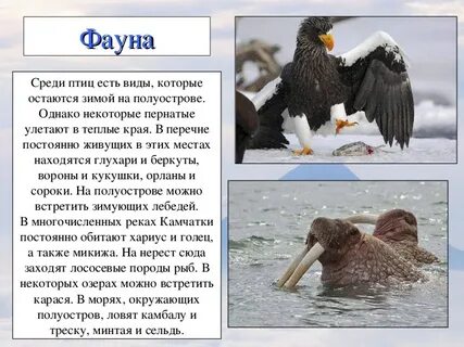 Фауна описание