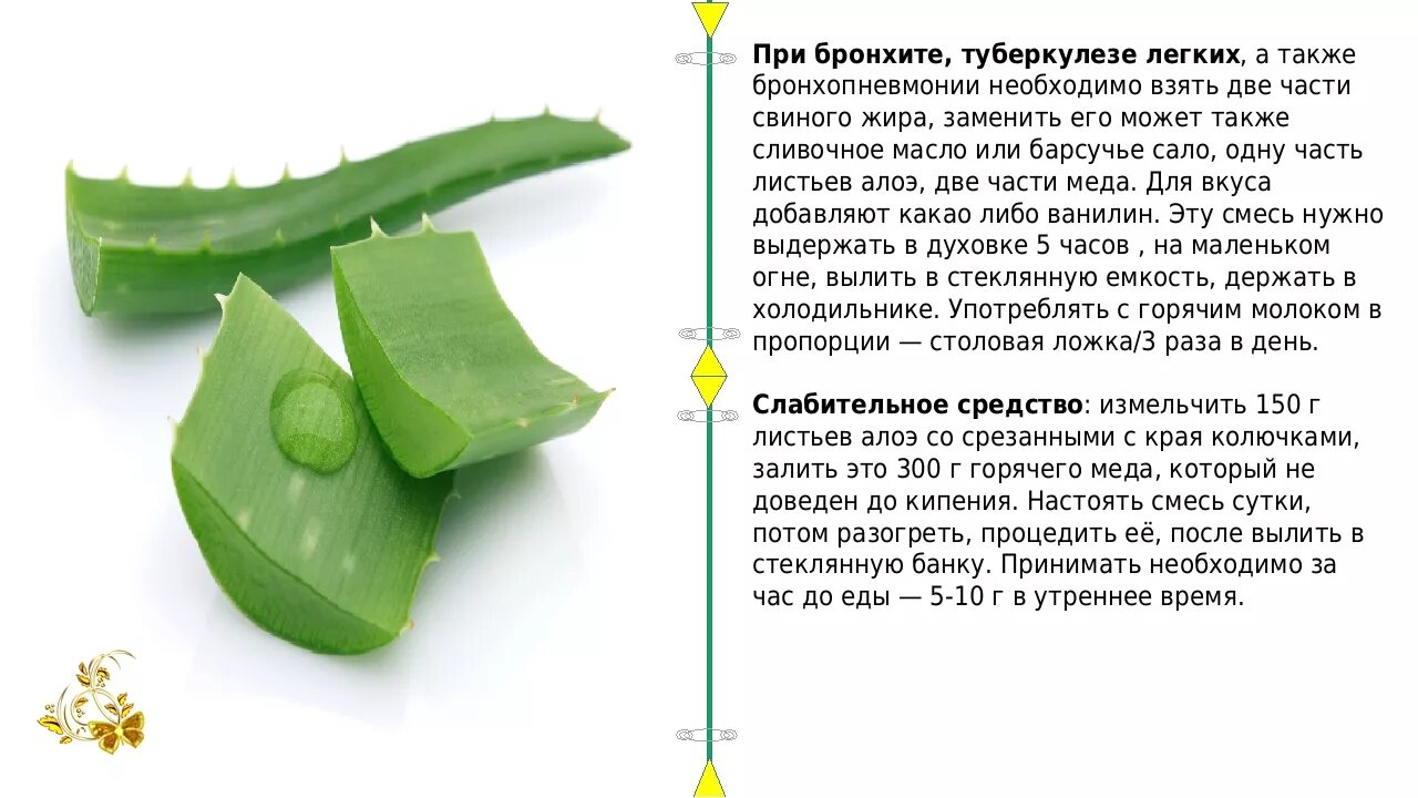 Став бронхит. Лекарственные рецепты из алоэ. Лекарство для легких из алоэ. Лекарство с алоэ для легких. Народное средство из алоэ.