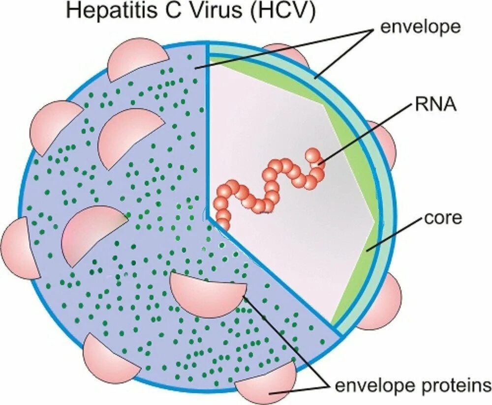 Hcv c. Вирус hcv. c-вирус. вирус гепатита c. hcv гепатит.